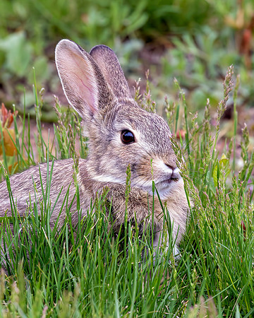 A-rabbit-011 A copy