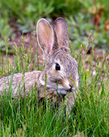 A-rabbit-012 A copy