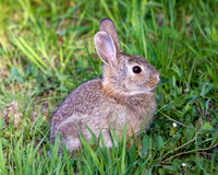 A-rabbit-013 A copy