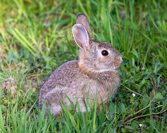 A-rabbit-013 A copy