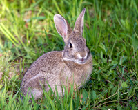 A-rabbit-014 A copy