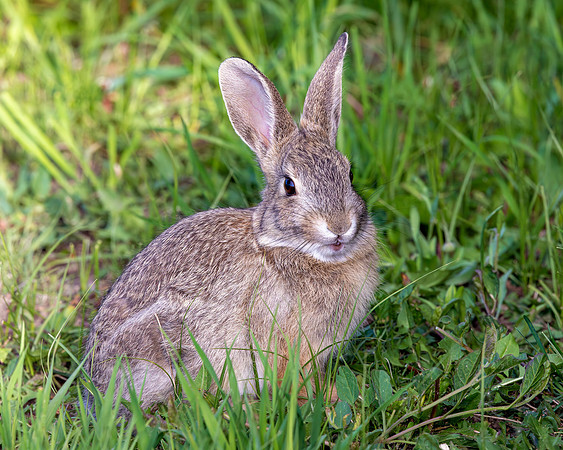 A-rabbit-014 A copy