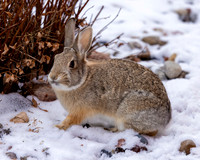 A-rabbit-016 A copy