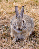 A-rabbit-018 A copy