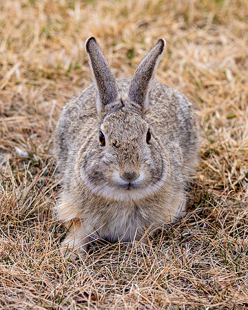 A-rabbit-019 A copy