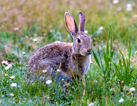 A-rabbit-020 A