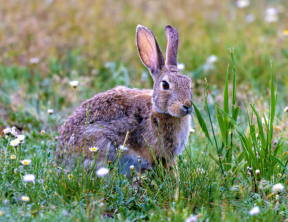 A-rabbit-020 A