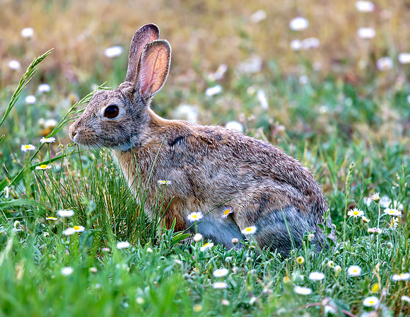 A-rabbit-021 A