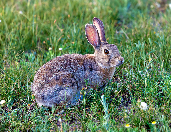 A-rabbit-022 A