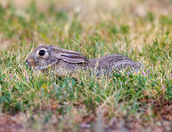 A-rabbit-023 A