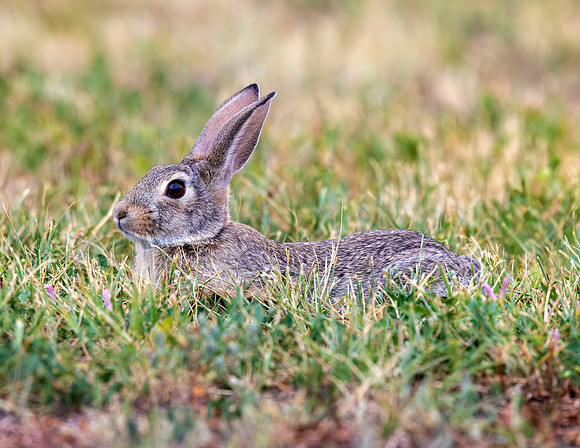 A-rabbit-024 A