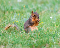 A-squirrel-004 copy