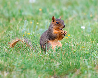 A-squirrel-003 copy
