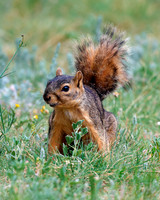 A-squirrel-005 copy