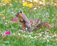 A-squirrel-001 copy