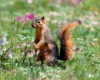 A-squirrel-002 copy