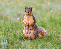 A-squirrel-008 copy