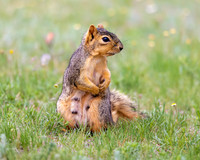 A-squirrel-009 copy