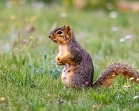 A-squirrel-007 copy