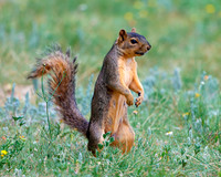 A-squirrel-006 copy