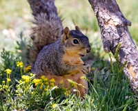 A-squirrel-010 copy