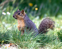 A-squirrel-011 copy