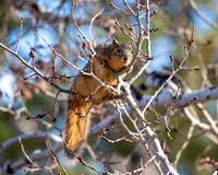 A-squirrel-013 copy