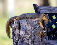 A-squirrel-012 copy