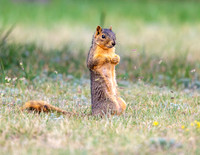 A-squirrel-017 copy