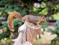 A-squirrel-016 copy