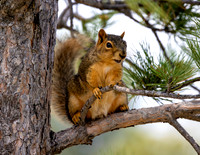 A-squirrel-014 copy