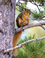 A-squirrel-015 copy