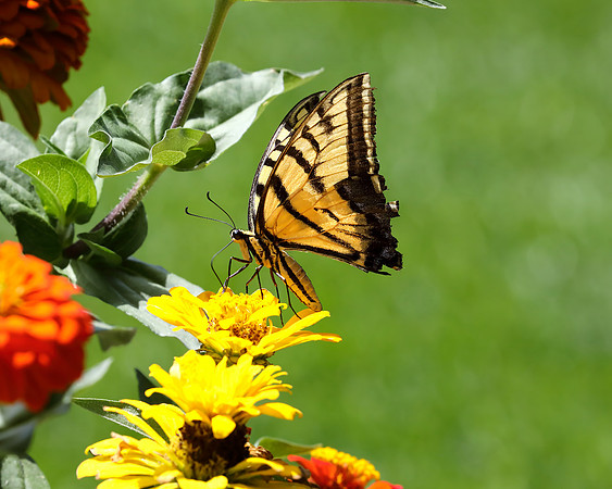 A-butterfly-001 copy