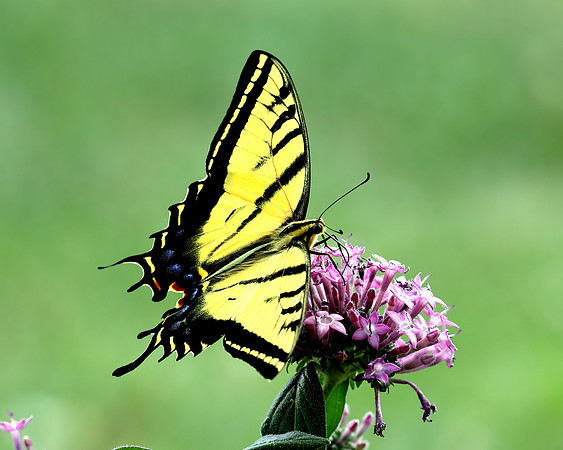 A-butterfly-003 copy