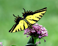 A-butterfly-004 copy