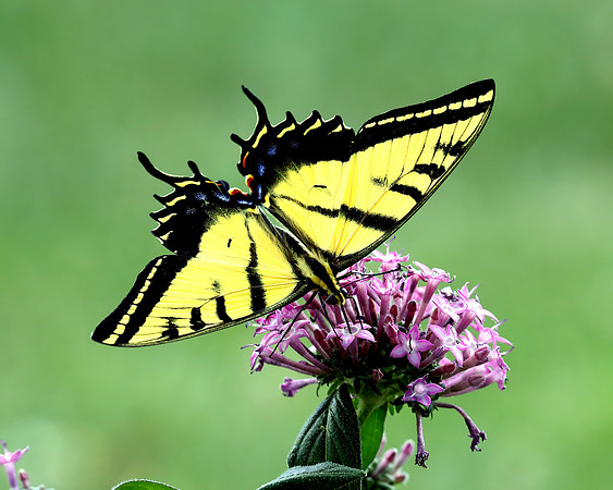 A-butterfly-004 copy