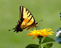 A-butterfly-002 copy