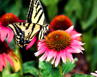 A-butterfly-005 copy
