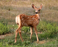 A-deer-004