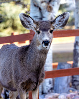 A-deer-006