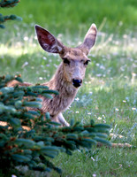 A-deer-003