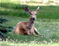 A-deer-005