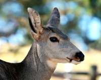 A-deer-011