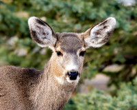 A-deer-010