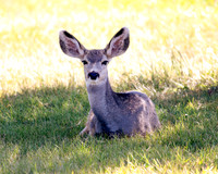 A-deer-012