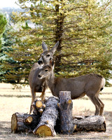 A-deer-013