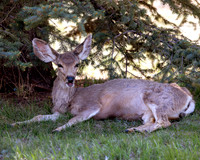 A-deer-015