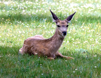 A-deer-008