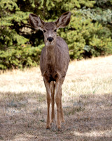 A-deer-016