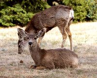A-deer-018